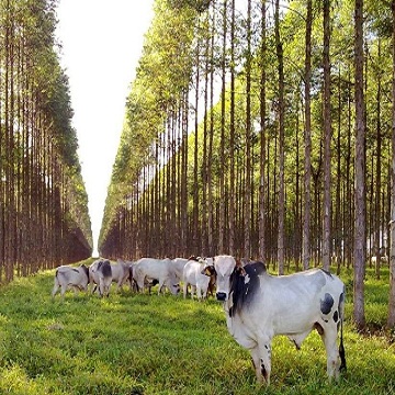 Sistema de integração lavoura pecuária floresta ILPF Rural Centro